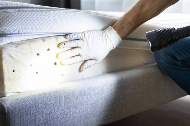 Insect Control in Metairie, LA